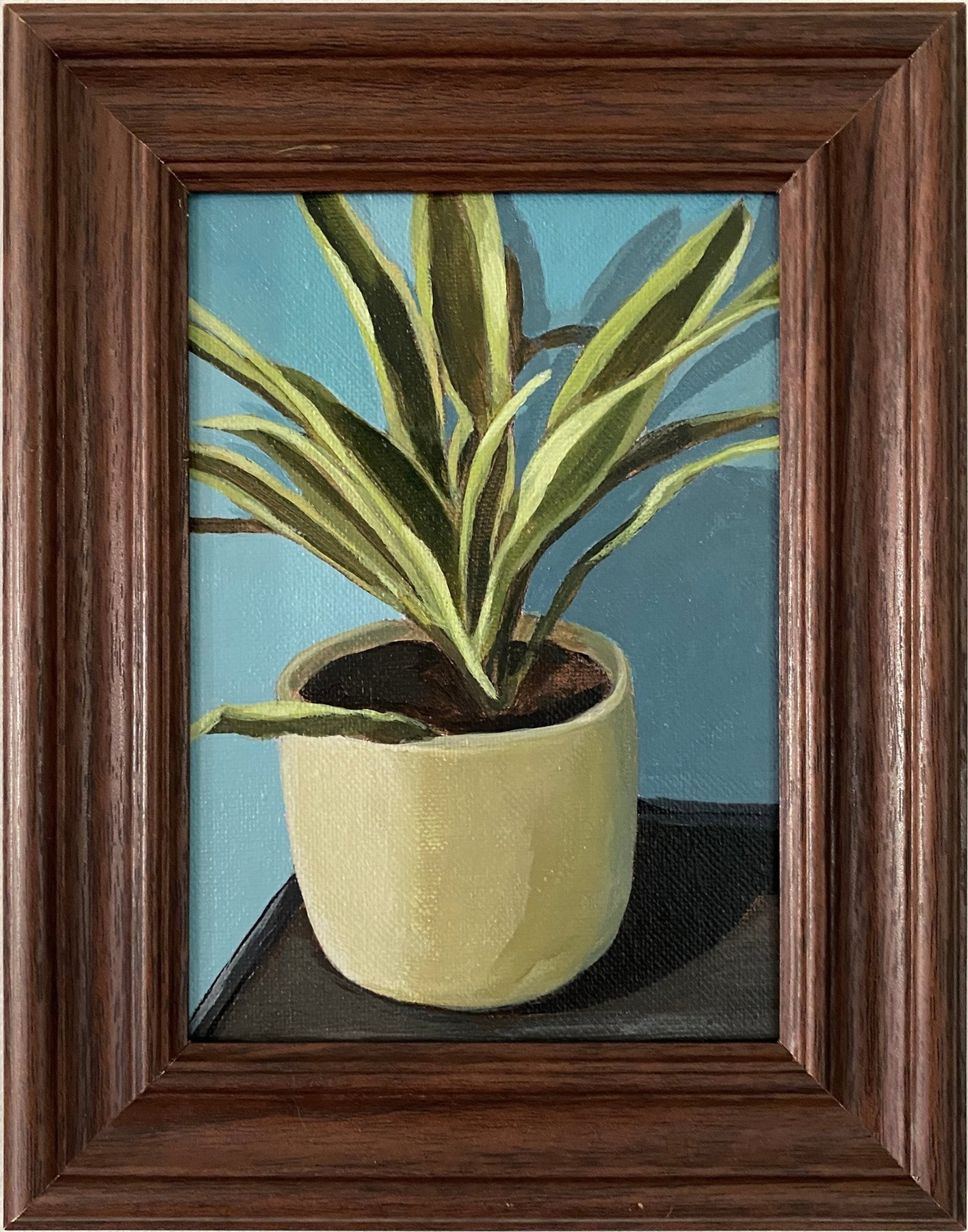 Draceana Plant