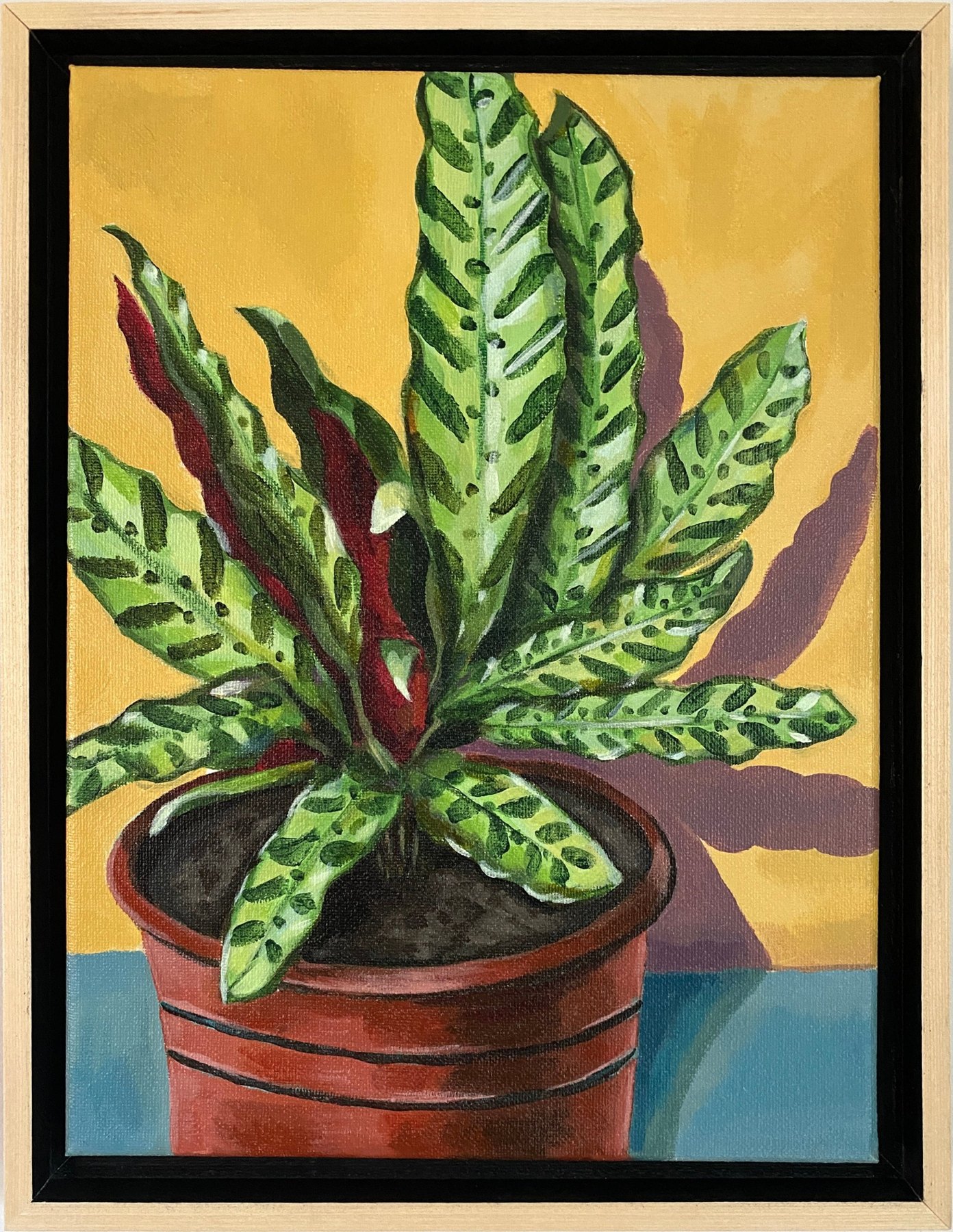 Rattlesnake Plant